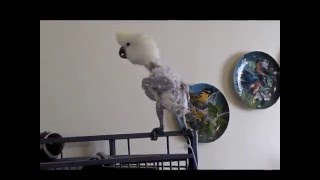 Cockatoo sings Cant buy me loveby the Beatles [upl. by Inman289]