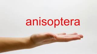 How to Pronounce anisoptera  American English [upl. by Joanie]