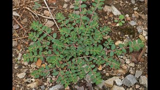 SPIRITUAL AND PHYSICAL BENEFITS OF HYSSOP ADWIRA EUPHORBIA PROSTRATA [upl. by Tisman397]