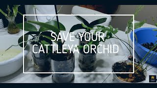 The BEST Way of Saving and Replanting Cattleya Orchids From Fern [upl. by Wendin]