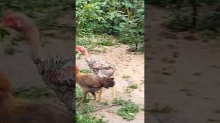 Chicken rodent1 rodent5 rodents comedyvideos shorts [upl. by Meghann]