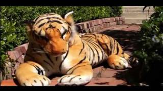 Scarface  Tony Montana Gets a Tiger  Episode 2 [upl. by Aramal]