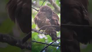 Spotted owlet resting after drenched in rainsubscribe owlet indianbirds [upl. by Aeriel]