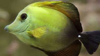 Awesome Brown Tang  Scopas Tang  Zebrasoma scopas Marine Fish [upl. by Carena]