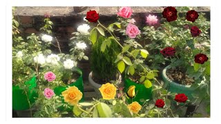 Beautiful Rose Blooming in My Garden [upl. by Lihkin]