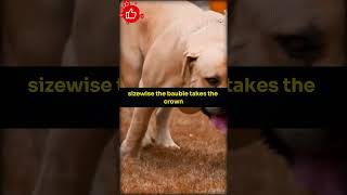 Rhodesian Ridgeback VS Boerboel dog shortsvideo facts amazingfacts shortfeeds doglover [upl. by Tobe]