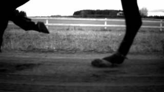 Horse Gait Slow Motion [upl. by Ahsikym]