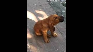 Bloodhound puppy howling to goose call [upl. by Akenaj721]