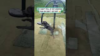 Is this Staffy stuck or having fun We cant tell 🤣 🐶 🎥 garybluestaffy [upl. by Drawde]