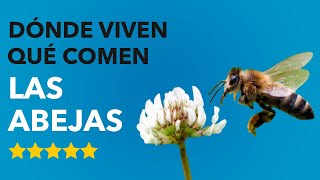 Dónde VIVEN las ABEJAS y QUÉ COMEN 🐝😮¡ASOMBROSO [upl. by Notnek]