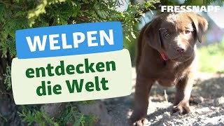 Wie entdecken Welpen die Welt Mit Chocolate Lab Bailey [upl. by Oiracam]