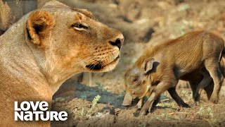 Lion Pride Hunts Warthog Family  Love Nature [upl. by Eitteb]