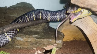 Venomous Mangrove Snake Feeding [upl. by Akeimahs]