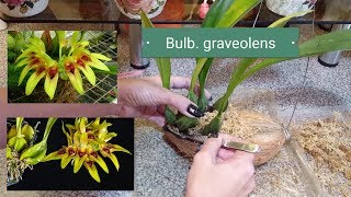 Bulbophyllum graveolens Пересадка в кокос [upl. by Oruhtra]