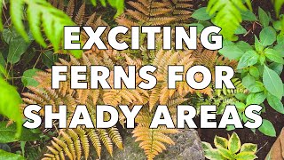 3 Easy and Beautiful Ferns for Shady Garden Borders [upl. by Henghold]