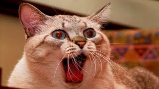 Funny Scared Cats and Dogs Compilation 2017 [upl. by Delbert]