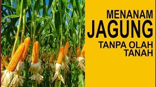 Cara Menanam Jagung Tanpa Olah Tanah TOT [upl. by Areema]