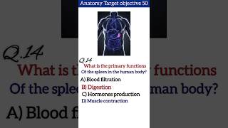 Anatomy MCQ 14 what is the primary function of the spleen in the human body short Anatomy mcq14 [upl. by Massey86]