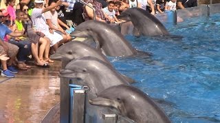 Dolphin Days Full Show at SeaWorld San Diego on 83015 [upl. by Siesser]