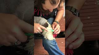 Treating Sticktight Fleas on a Chicken [upl. by Dulce]