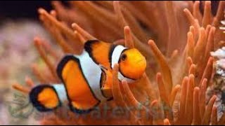 Misbar clownfish [upl. by Corie]