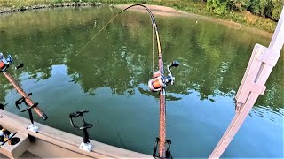 Tips for Catching FLATHEAD CATFISH with CUTBAIT Works anywhere [upl. by Alcot]