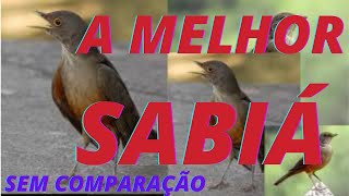 COMO ESQUENTAR SUA SABIÁ EM 5 MINUTOS SABIÁ FEMEA CHAMA E MACHO CANTA MUITO Rufousbellied Thrush [upl. by Retxed]