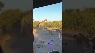 Lion Dominates Giraffe in Epic Wildlife Battle  4 Ever Videos [upl. by Nahtnoj859]