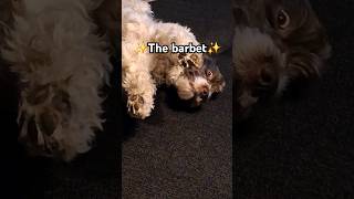 The Barbet  A rare but adorable dog breed barbet frenchwaterdog rarebreed comedy cutedog [upl. by Nileuqay]