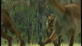 Walking with Beasts Se1  Ep05 Sabre Tooth  Part 07 [upl. by Siurad904]