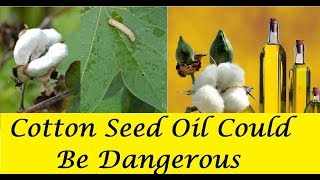 CottonSeed Oil Could be Dangerous For Your Health Watch This Video to Believe [upl. by Assiar943]