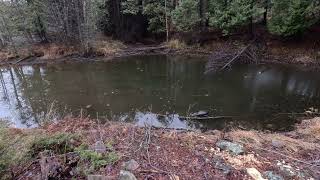 Feeding Wild Beavers Maple Branches [upl. by Ihab89]