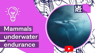 Adaption of diving mammals  Mammals underwater endurance [upl. by Jacky]