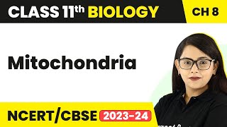 Mitochondria  Cell The Unit of Life  Class 11 Biology [upl. by Iem]