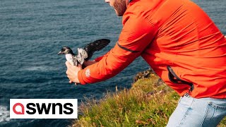 Icelanders help baby puffins start their migration  by throwing them off a cliff  SWNS [upl. by Xavler]