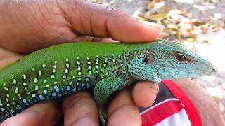 Lagartobicodoce Ameiva ameiva [upl. by Dugaid]