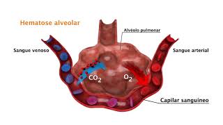 Vídeo F3 Hematose Pulmonar [upl. by Togram304]