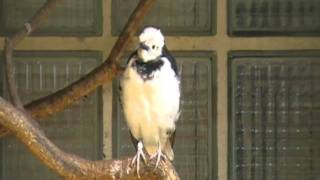 black collared starling singing [upl. by Essirehs]