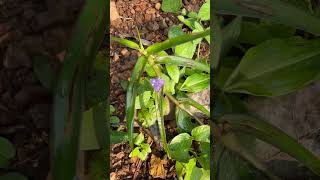 Leaves and flowers of Cyanotis axillaris medicinal flowers leaves [upl. by Esya]