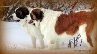 Saint Bernard Greta and Sunshine Wait TWO St Bernards [upl. by Iral]