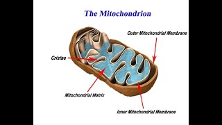 Mitochondrial Genome PPT [upl. by Imarej45]