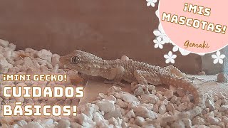 COMO CUIDAR DE UNA SALAMANQUESA🦎 MINI GECKO TERRARIO ALIMENTACIÓNCUIDADOS MIS MASCOTAS🌸 GEMAKI [upl. by Anerres761]