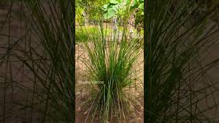 Vetiver Plant  வெட்டிவேர் செடி [upl. by Elburt]