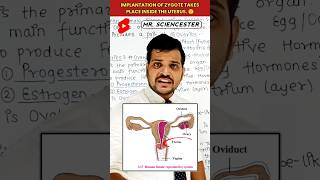 Implantation Of Zygote Takes Place Inside The Uterus 😲 humanreproduction malereproduction viral [upl. by Nitsrik]