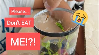 Venus Flytrap vs Giant Mosquito 2023 [upl. by Seyah]