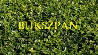 Bukszpan  nawożenie [upl. by Trudi]