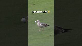 Pebble Beach seagulls just want to help 😅 [upl. by Aihsot854]