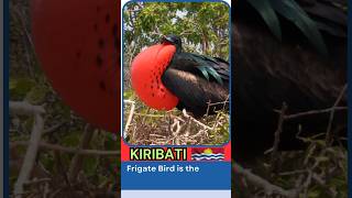 Frigate Bird 🐦 National Bird  Kiribati [upl. by Stearne208]