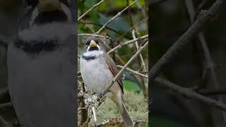 Gargantillo o Corbatita Sporophila caerulescens cantando en su hábitat natural 🐦aves pajaros [upl. by Maccarone]