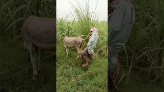 Oh no A boy are playing with the Donkey and first planning shorts viral [upl. by Debby367]